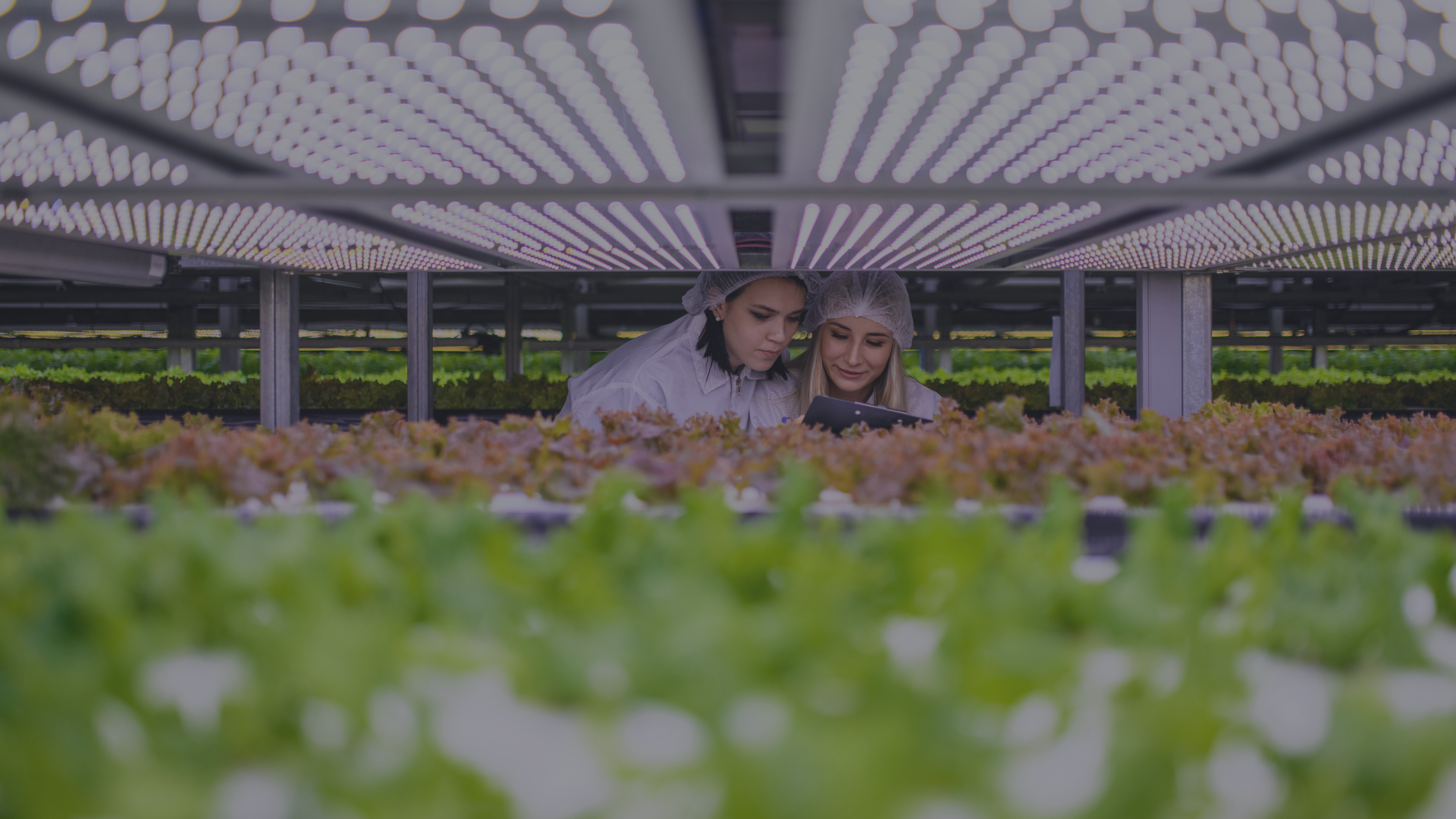 olome Analytics Agroalimentaire