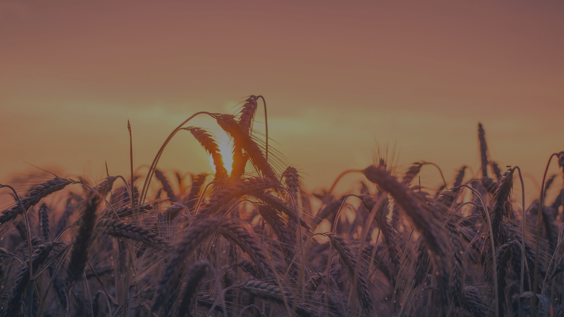 olome - Agroalimentaire